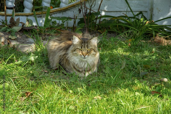 Fototapeta Fluffy tricolor cat sitting in the grass