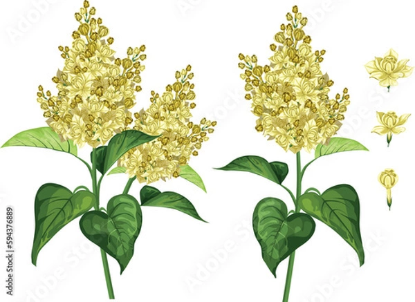 Fototapeta White and yellow lilac flower in botanical classic pattern. wedding invitation, card with lilac. Spring flowers. Delicate fragrant branch of purple lilac. Vector illustration. Isolated on white backgr