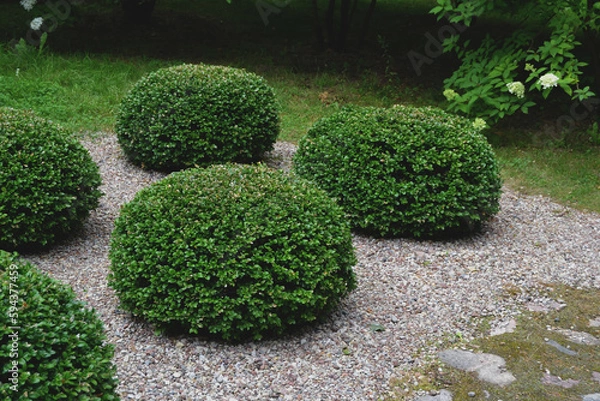 Fototapeta A view of a low shrub that has been trimmed into a circular shape