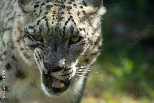 Obraz Snow Leopard
