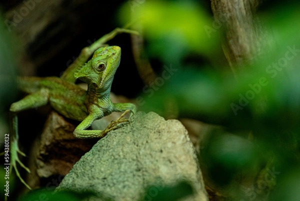 Obraz Casque Headed Iguana