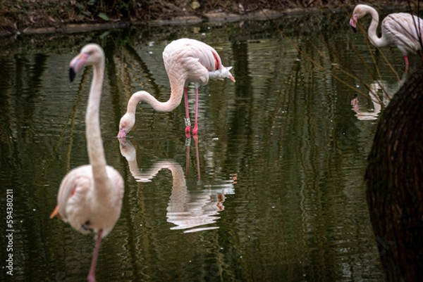 Obraz Flamingo