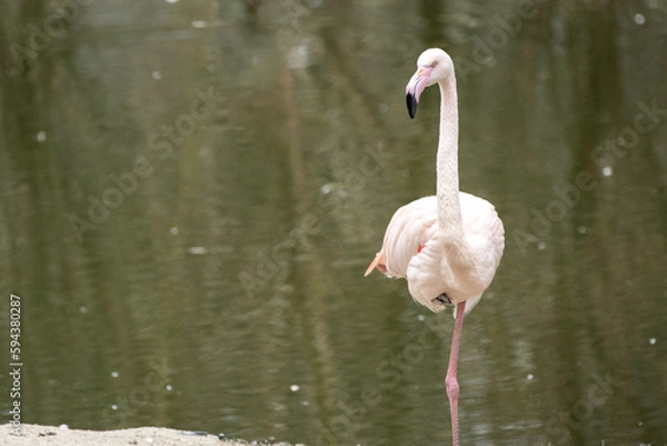 Obraz Flamingo