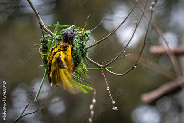 Obraz Village Weaver Bird