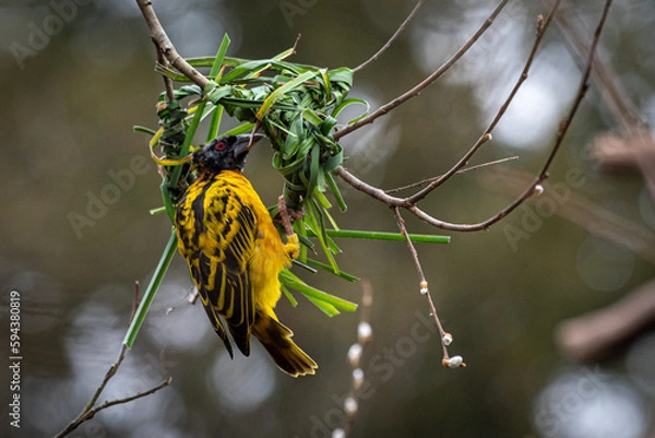 Obraz Village Weaver Bird