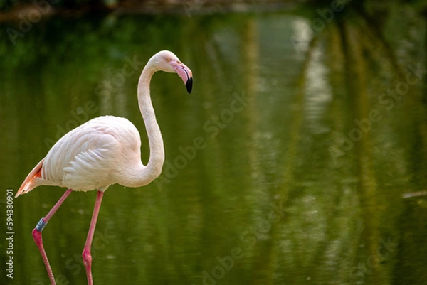 Obraz Flamingo