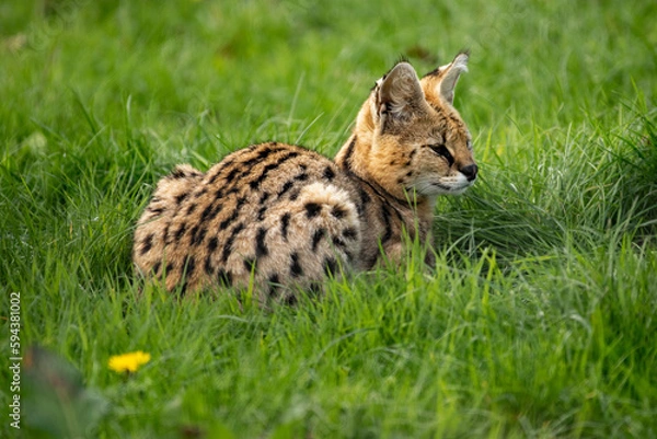 Obraz Serval