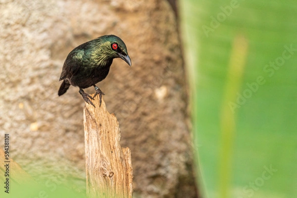 Obraz Metallic Starling