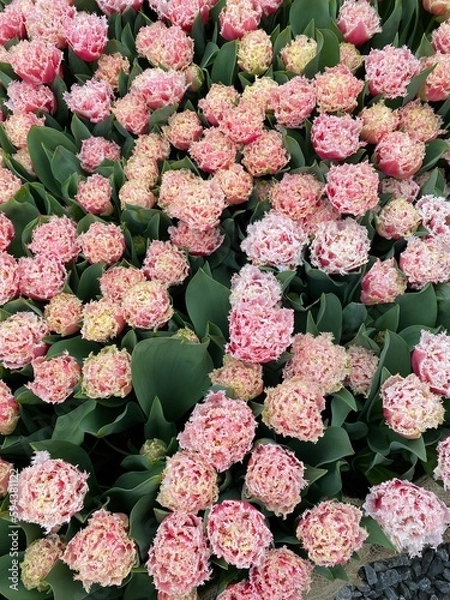 Fototapeta Beet mit Tulpen