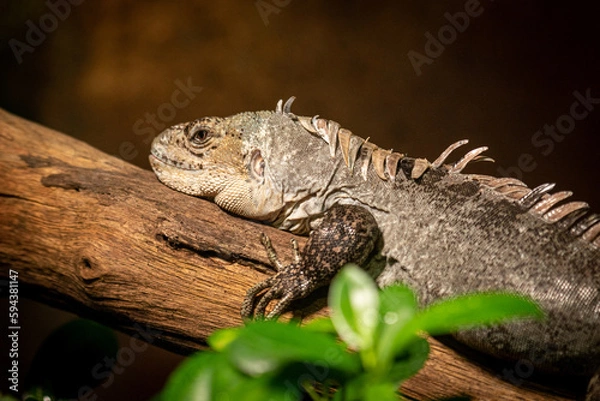 Obraz Iguana