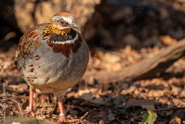 Obraz White-Necklaced Partridge