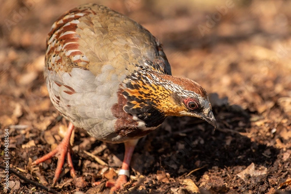 Obraz White-Necklaced Partridge