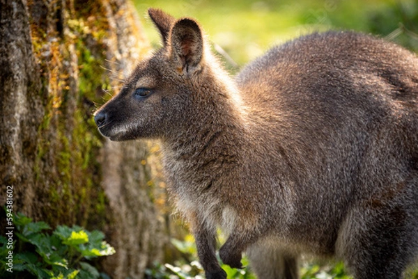 Obraz Wallaby