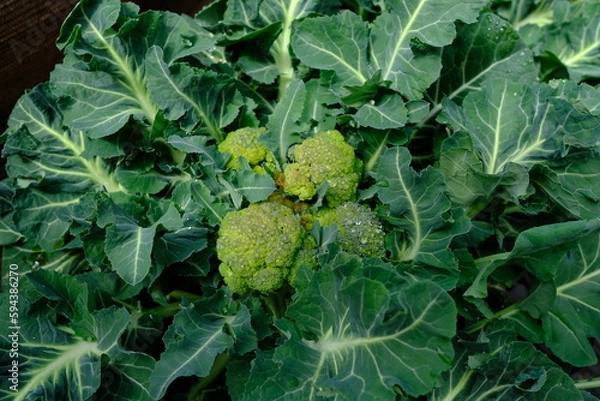 Fototapeta 畑で栽培されている無農薬ブロッコリー