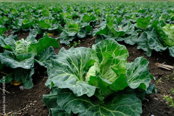 Fototapeta 収穫間近のキャベツ畑（東京）