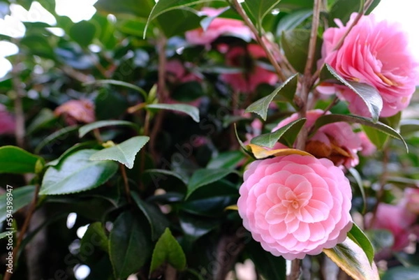 Fototapeta 庭に咲くピンクの椿