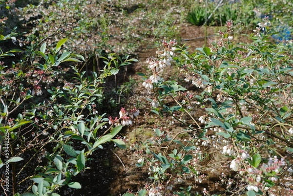 Fototapeta 春のブルーベリー農園（東京）