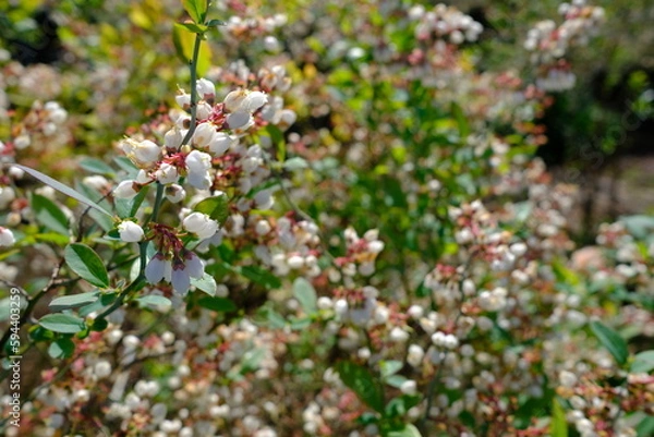 Fototapeta 春のブルーベリー農園（東京）