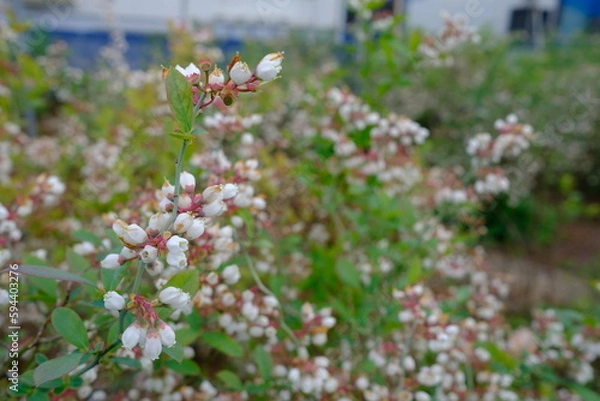 Fototapeta 春のブルーベリー農園（東京）