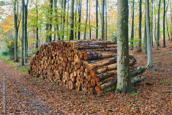 Fototapeta The forest. The forest in late autumn, winter and early spring.