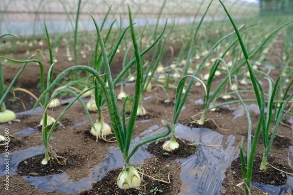 Fototapeta ワケギ畑