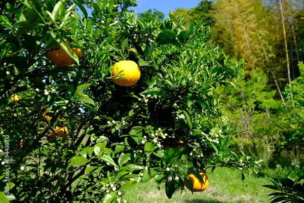 Fototapeta 夏みかん