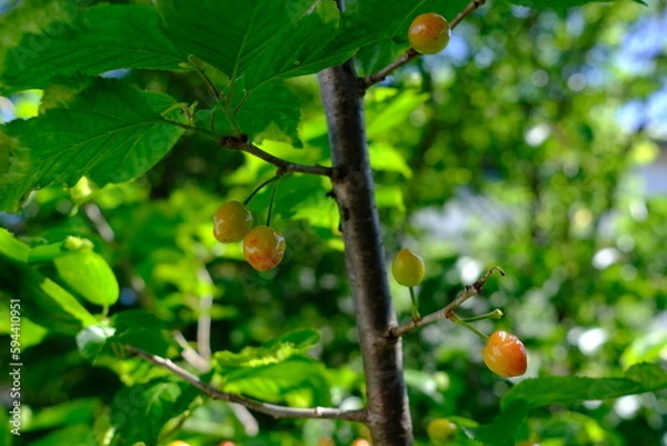 Fototapeta 河津桜の実