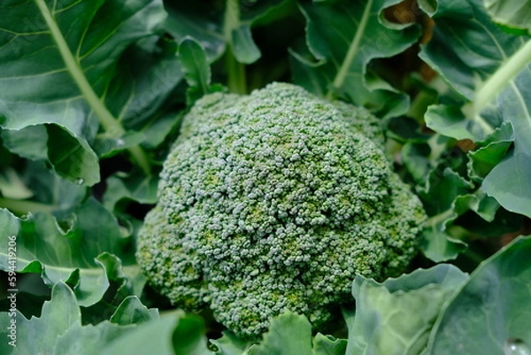 Fototapeta 収穫前のブロッコリー（無農薬）