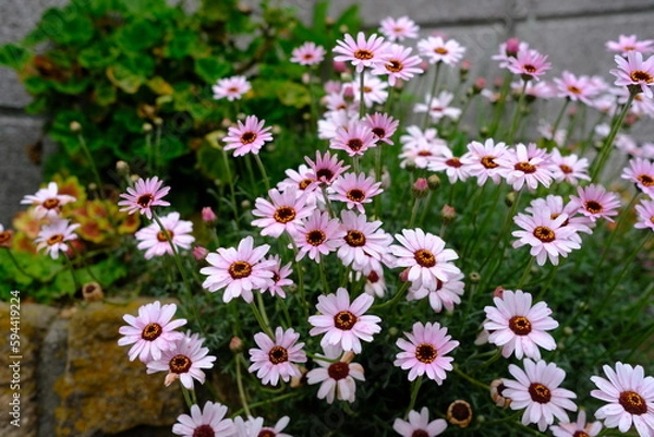 Fototapeta 花壇で咲くローダンセマム