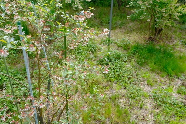 Fototapeta 春のブルーベリー農園