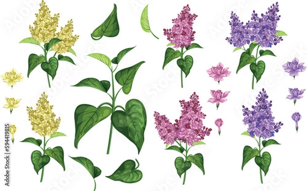 Fototapeta Vector set of purple and white lilac flowers branches, leaves and flowers. Big set. isolated on white background.