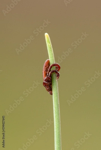 Fototapeta tick season, sheep tick (Ixodes ricinus)  on the grass