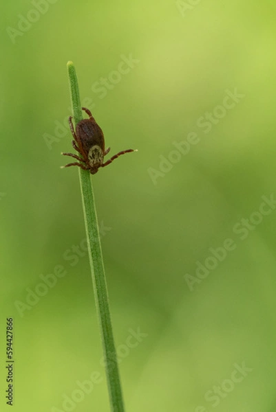 Fototapeta tick season, sheep tick (Ixodes ricinus)  on the grass