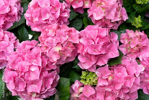 Fototapeta Pink Hydrangea 