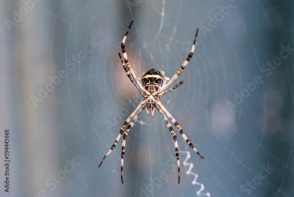 Fototapeta Garden weaver spider in its web. Argiope argentata.