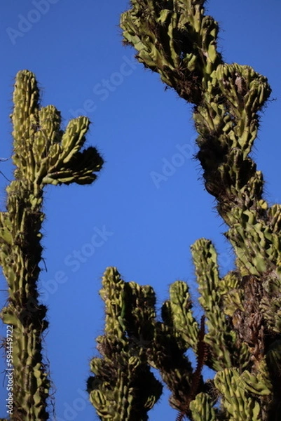 Fototapeta Cactus