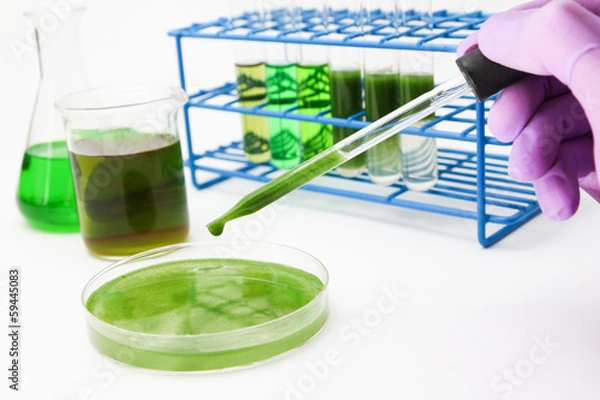 Obraz Algae biofuel technology