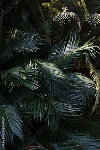 Fototapeta palm tree leaves