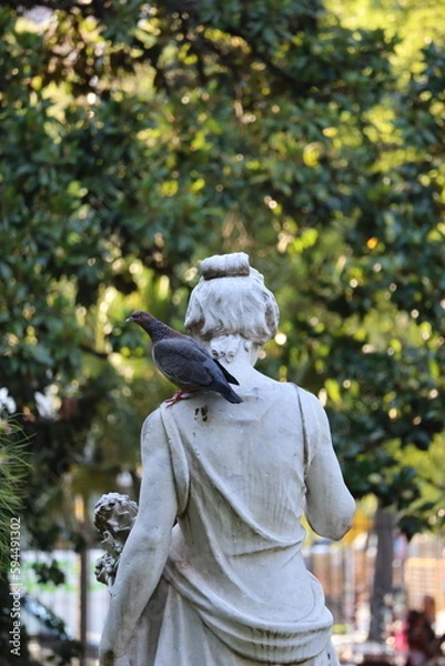 Obraz Pigeon on statue