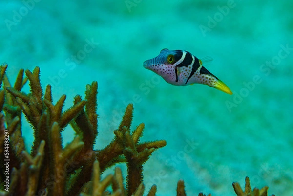 Obraz A juvenile sharpnose pufferfish swims in water column near corals