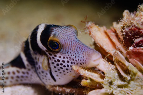 Obraz A sharpnose pufferfish perched on corals