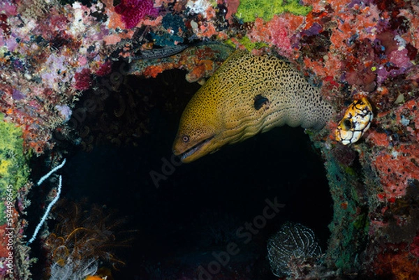 Obraz A yellow moray eel peeks out of coral reef