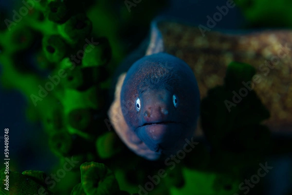 Obraz A juvenile moray eels looks at camera