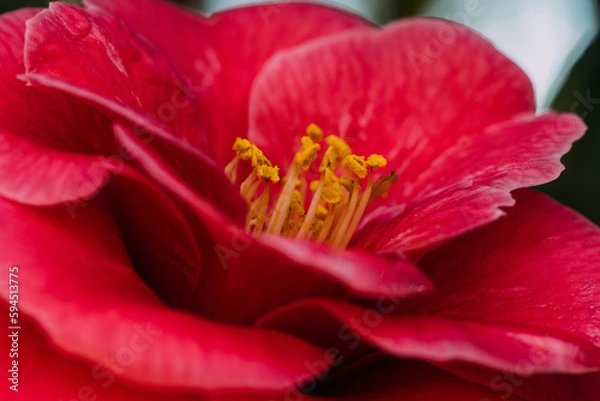 Obraz 春に咲く花たち