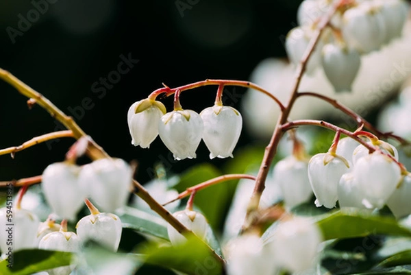 Obraz アセビの花のマクロ撮影