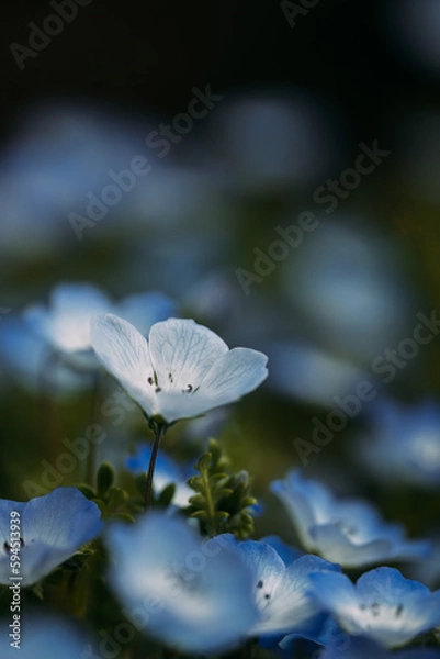 Obraz 春に咲くネモフィラの花