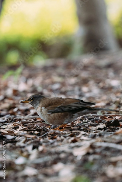 Obraz 自然の中の鳥