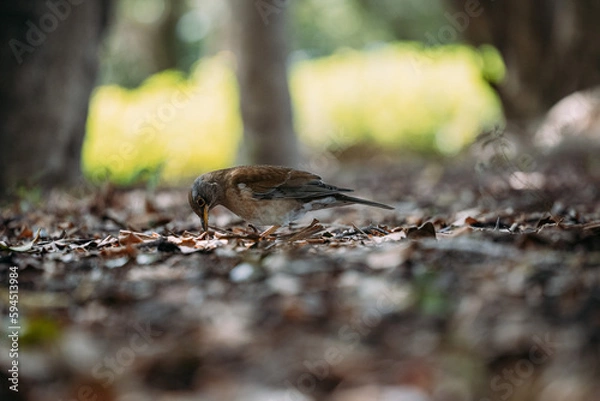 Obraz 自然の中の鳥