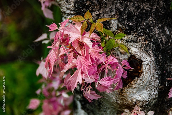 Obraz ネグンドカエデ　”フラミンゴ”