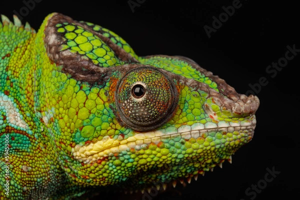 Fototapeta Chamäleon